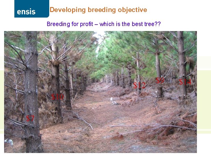 Developing breeding objective Breeding for profit – which is the best tree? ? $12