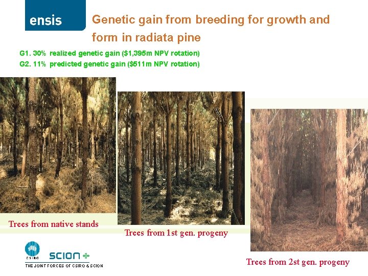 Genetic gain from breeding for growth and form in radiata pine G 1. 30%