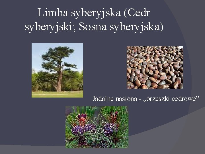 Limba syberyjska (Cedr syberyjski; Sosna syberyjska) Jadalne nasiona - „orzeszki cedrowe” 