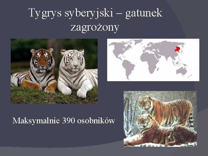 Tygrys syberyjski – gatunek zagrożony Maksymalnie 390 osobników 