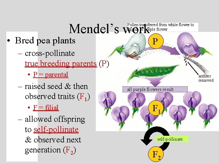 Mendel’s work Pollen transferred from white flower to stigma of purple flower • Bred