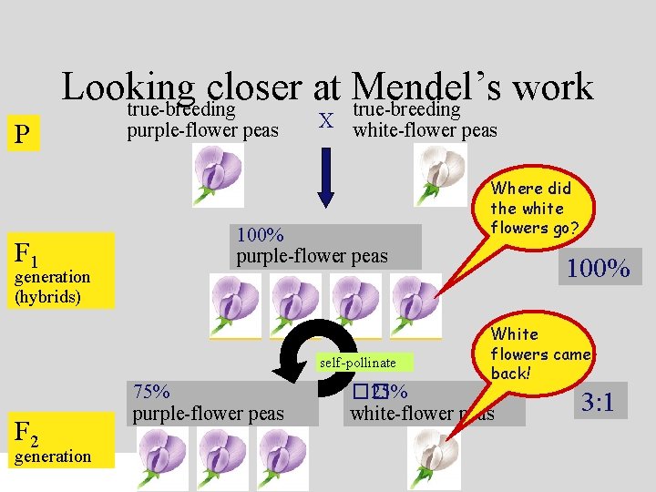 P Looking closer at Mendel’s work true-breeding F 1 generation (hybrids) purple-flower peas X