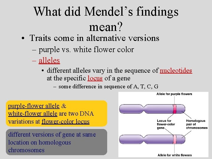 What did Mendel’s findings mean? • Traits come in alternative versions – purple vs.