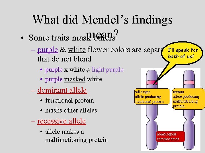  • What did Mendel’s findings mean? Some traits mask others speak for –