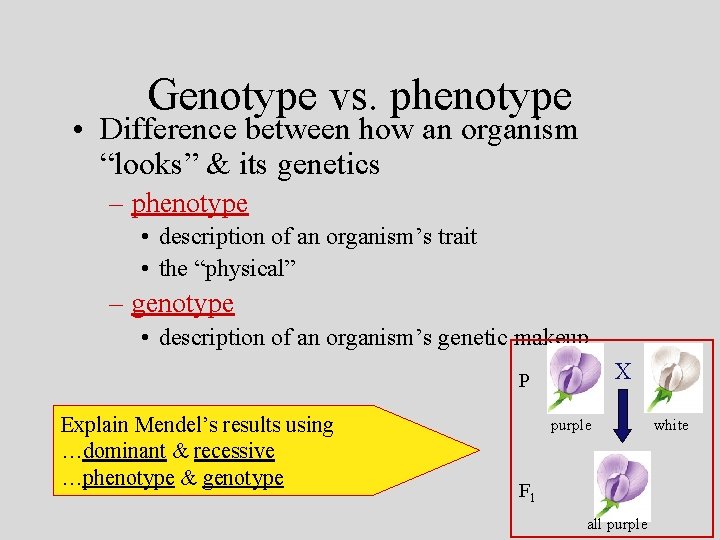 Genotype vs. phenotype • Difference between how an organism “looks” & its genetics –