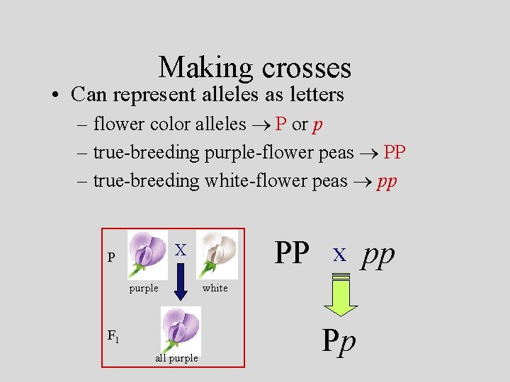 Making crosses • Can represent alleles as letters – flower color alleles P or