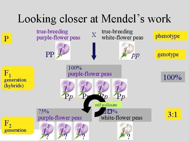 Looking closer at Mendel’s work P true-breeding purple-flower peas true-breeding X white-flower peas PP