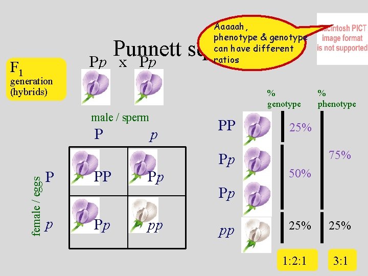 Aaaaah, phenotype & genotype can have different ratios Punnett squares Pp x Pp F