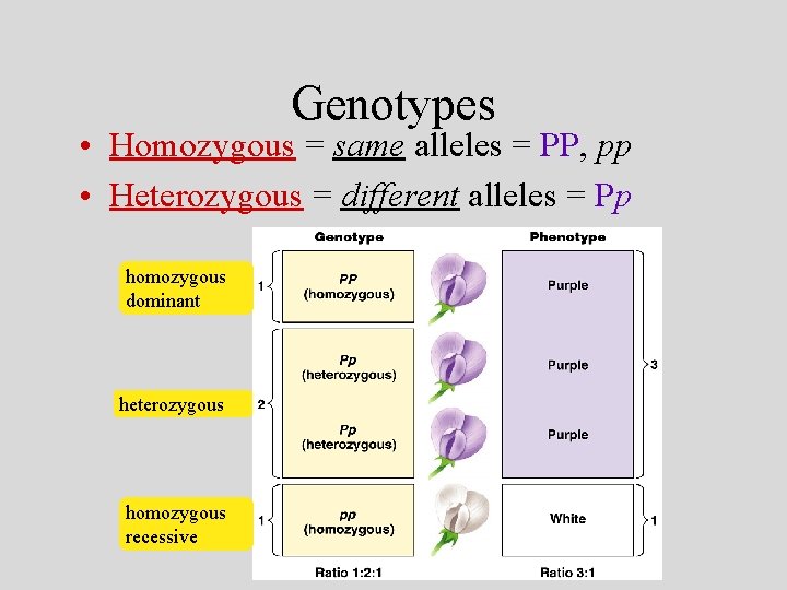 Genotypes • Homozygous = same alleles = PP, pp • Heterozygous = different alleles