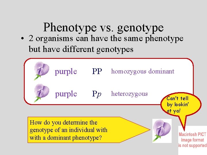 Phenotype vs. genotype • 2 organisms can have the same phenotype but have different