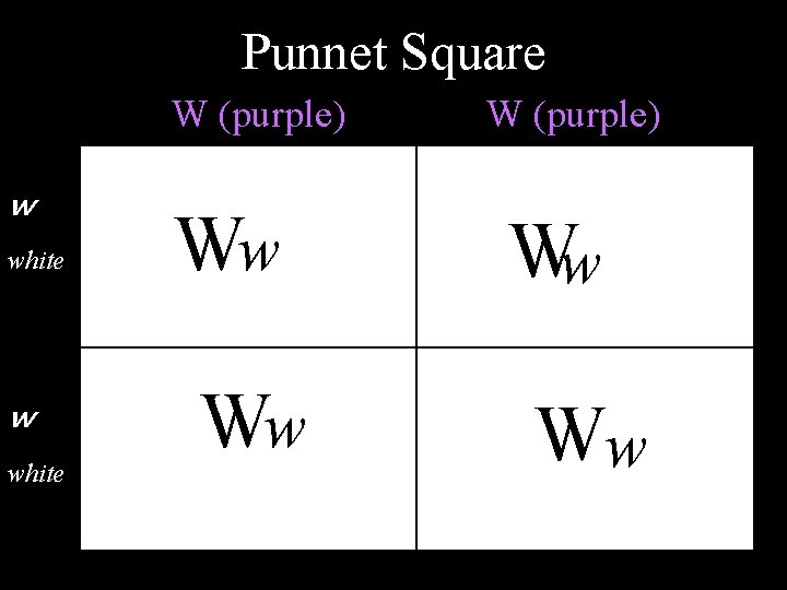 Punnet Square W (purple) w white Ww Ww W (purple) Ww Ww 