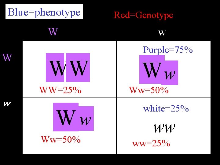 Blue=phenotype W W w Purple=75% WW WW=25% w Red=Genotype Ww Ww=50% white=25% ww ww=25%