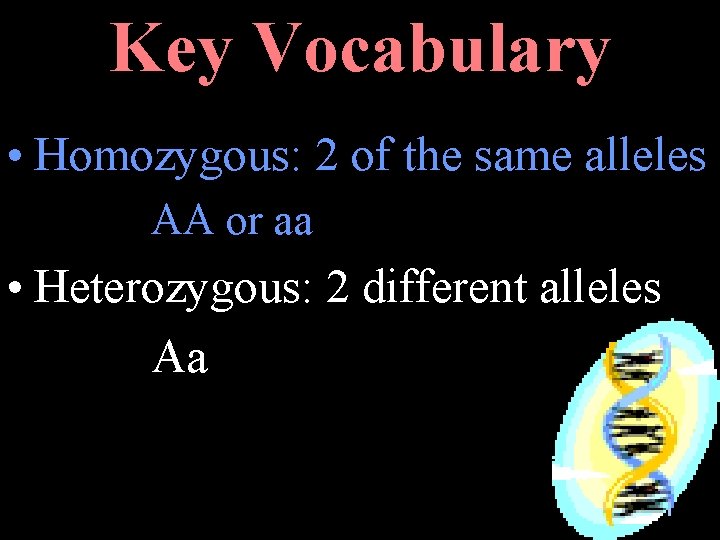 Key Vocabulary • Homozygous: 2 of the same alleles AA or aa • Heterozygous: