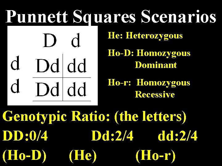 Punnett Squares Scenarios He: Heterozygous Ho-D: Homozygous Dominant Ho-r: Homozygous Recessive Genotypic Ratio: (the