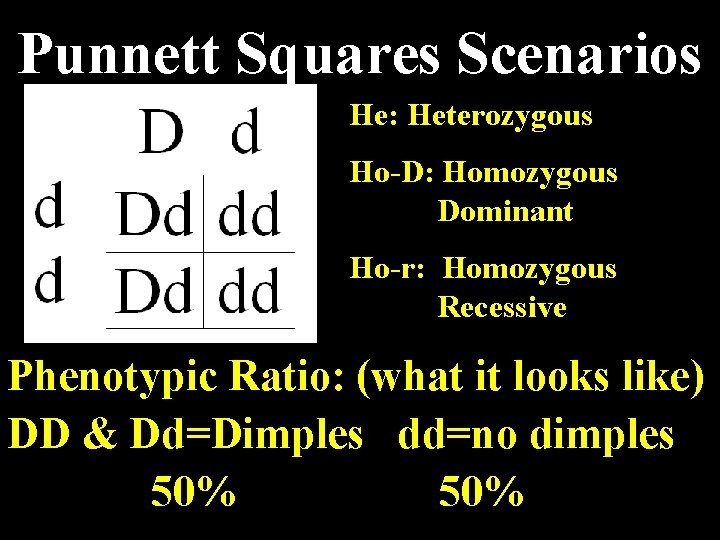 Punnett Squares Scenarios He: Heterozygous Ho-D: Homozygous Dominant Ho-r: Homozygous Recessive Phenotypic Ratio: (what