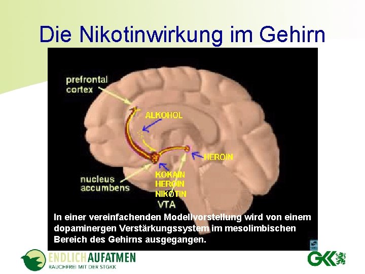 Die Nikotinwirkung im Gehirn In einer vereinfachenden Modellvorstellung wird von einem dopaminergen Verstärkungssystem im Die Nikotinwirkung im Gehirn In einer vereinfachenden Modellvorstellung wird von einem dopaminergen Verstärkungssystem im