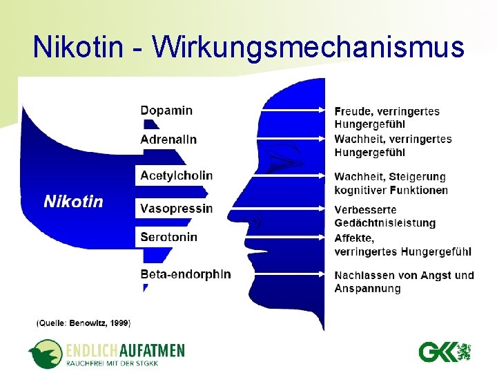 Nikotin - Wirkungsmechanismus Nikotin - Wirkungsmechanismus