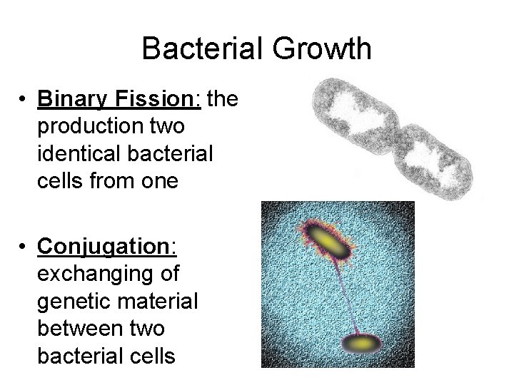 Bacterial Growth • Binary Fission: the production two identical bacterial cells from one •