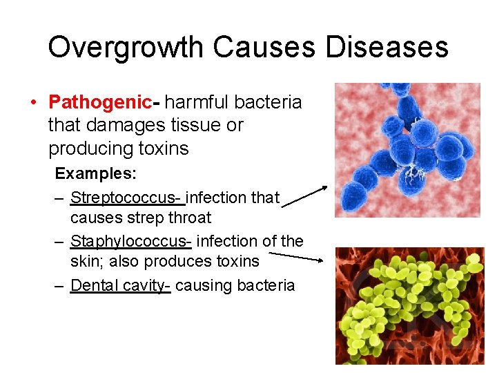 Overgrowth Causes Diseases • Pathogenic- harmful bacteria that damages tissue or producing toxins Examples: