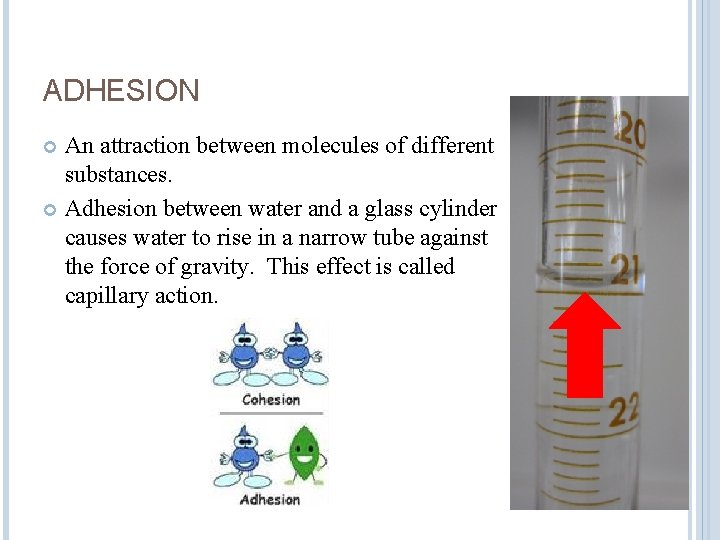 ADHESION An attraction between molecules of different substances. Adhesion between water and a glass