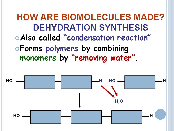 HOW ARE BIOMOLECULES MADE? DEHYDRATION SYNTHESIS Also called “condensation reaction” Forms polymers by combining
