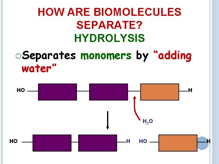 HOW ARE BIOMOLECULES SEPARATE? HYDROLYSIS Separates water” monomers by “adding HO H H 2