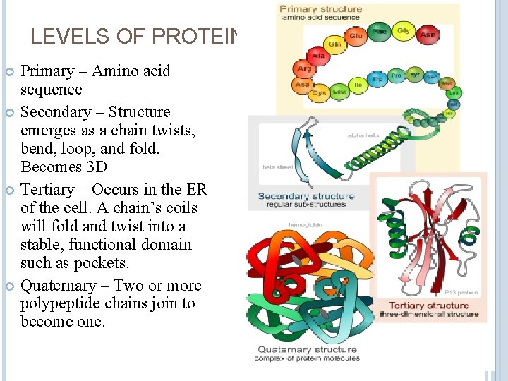 LEVELS OF PROTEINS Primary – Amino acid sequence Secondary – Structure emerges as a
