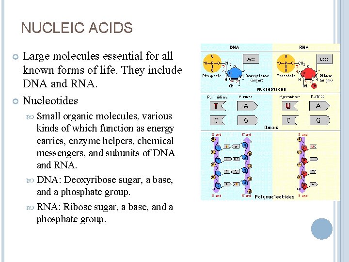 NUCLEIC ACIDS Large molecules essential for all known forms of life. They include DNA