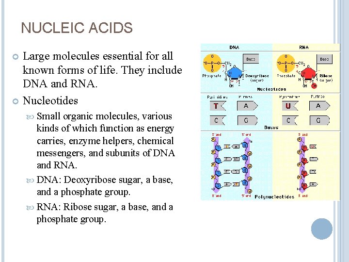 NUCLEIC ACIDS Large molecules essential for all known forms of life. They include DNA