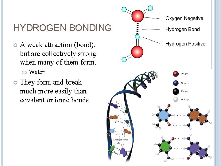 HYDROGEN BONDING A weak attraction (bond), but are collectively strong when many of them