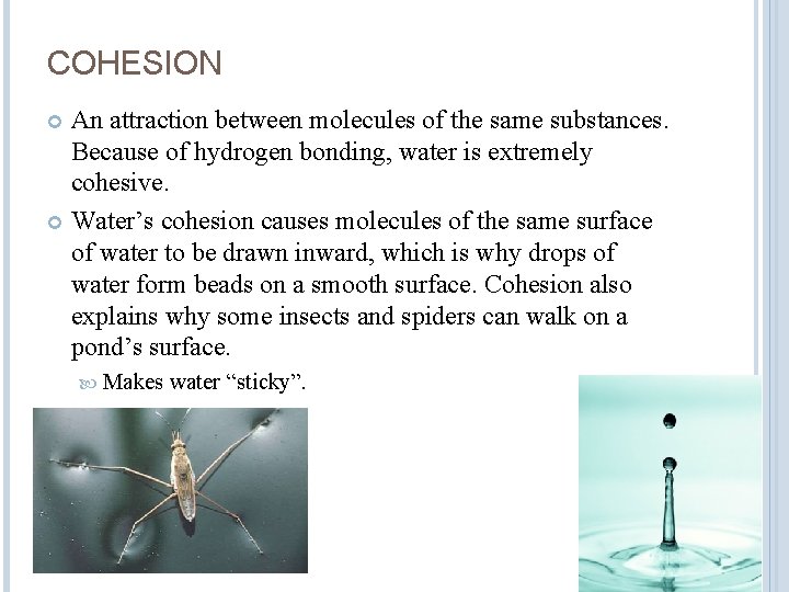 COHESION An attraction between molecules of the same substances. Because of hydrogen bonding, water