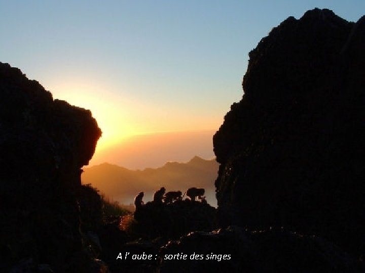 A l’ aube : sortie des singes 