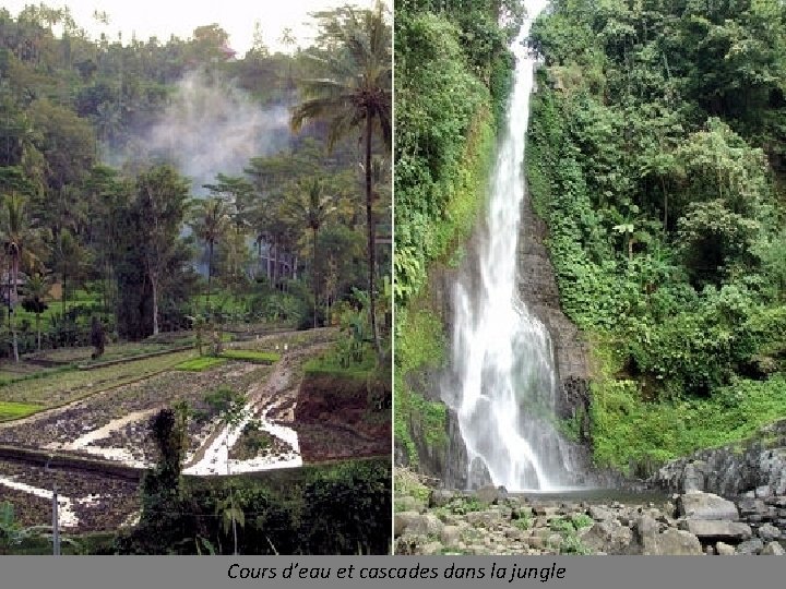 Cours d’eau et cascades dans la jungle 