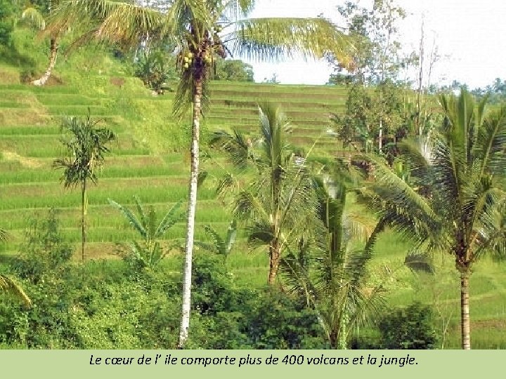 Le cœur de l’ ile comporte plus de 400 volcans et la jungle. 