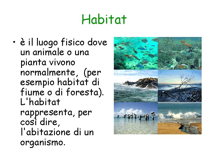 Habitat • è il luogo fisico dove un animale o una pianta vivono normalmente,