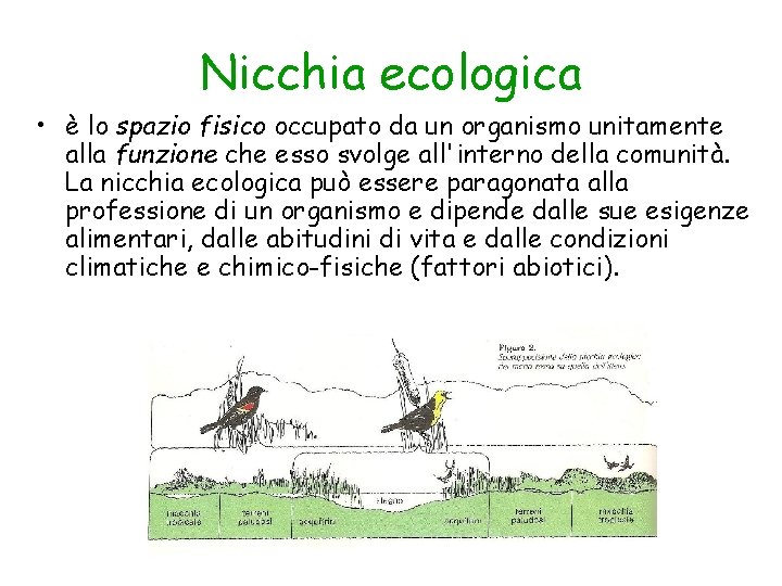 Nicchia ecologica • è lo spazio fisico occupato da un organismo unitamente alla funzione