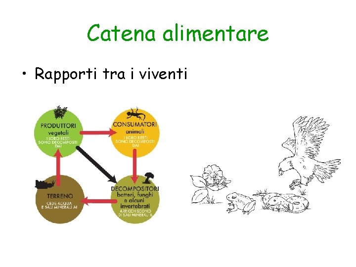 Catena alimentare • Rapporti tra i viventi 