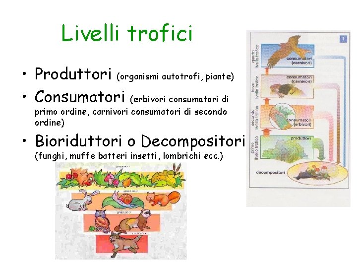 Livelli trofici • Produttori (organismi autotrofi, piante) • Consumatori (erbivori consumatori di primo ordine,