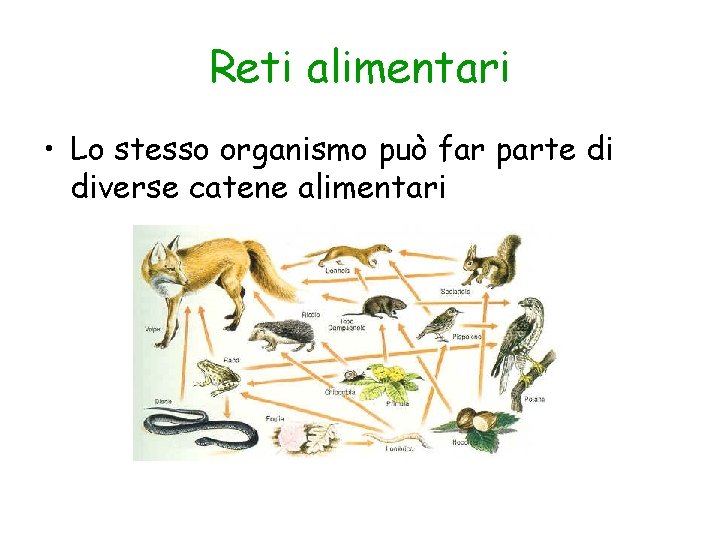 Reti alimentari • Lo stesso organismo può far parte di diverse catene alimentari 