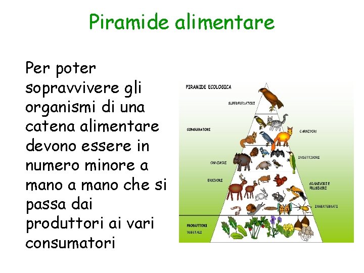 Piramide alimentare Per poter sopravvivere gli organismi di una catena alimentare devono essere in