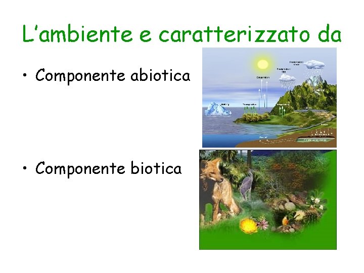 L’ambiente e caratterizzato da • Componente abiotica • Componente biotica 