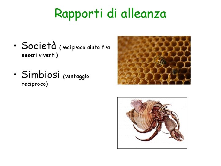 Rapporti di alleanza • Società (reciproco aiuto fra esseri viventi) • Simbiosi (vantaggio reciproco)