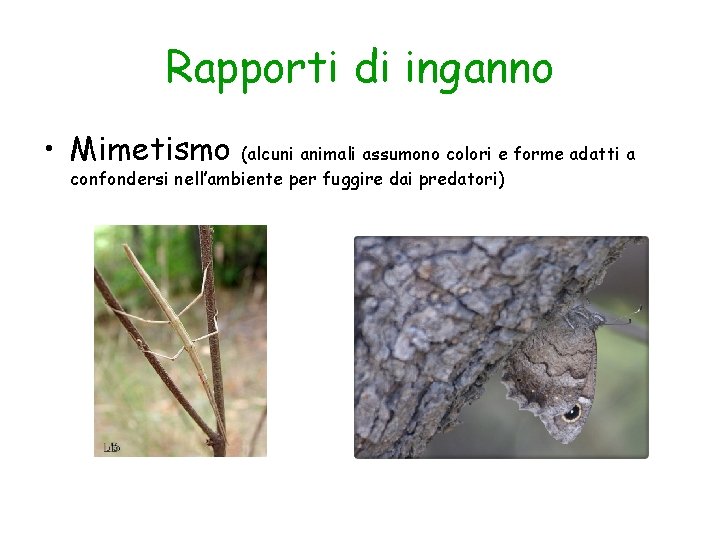 Rapporti di inganno • Mimetismo (alcuni animali assumono colori e forme adatti a confondersi