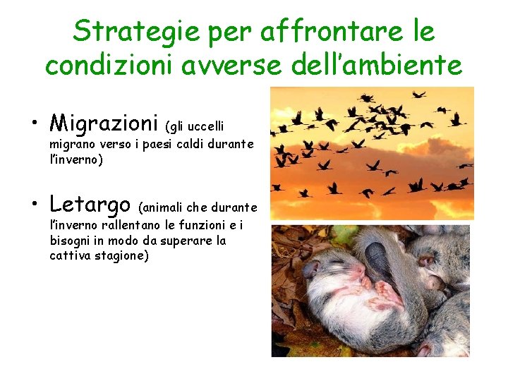 Strategie per affrontare le condizioni avverse dell’ambiente • Migrazioni (gli uccelli migrano verso i