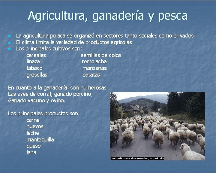 Agricultura, ganadería y pesca n n n La agricultura polaca se organizó en sectores