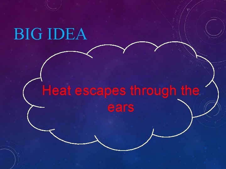 BIG IDEA Heat escapes through the ears 