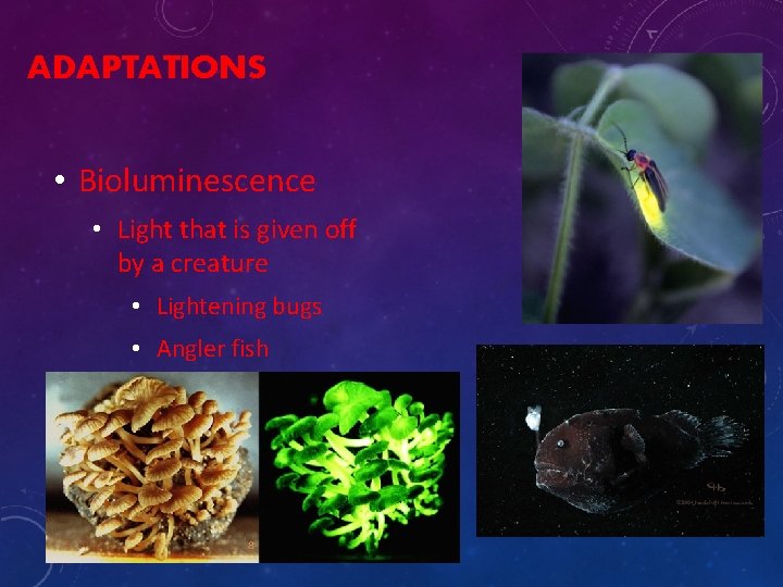 ADAPTATIONS • Bioluminescence • Light that is given off by a creature • Lightening