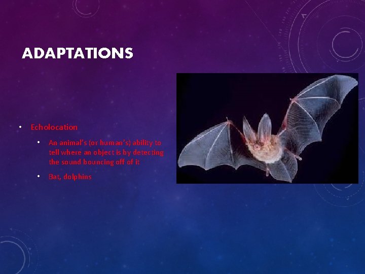 ADAPTATIONS • Echolocation • An animal’s (or human’s) ability to tell where an object