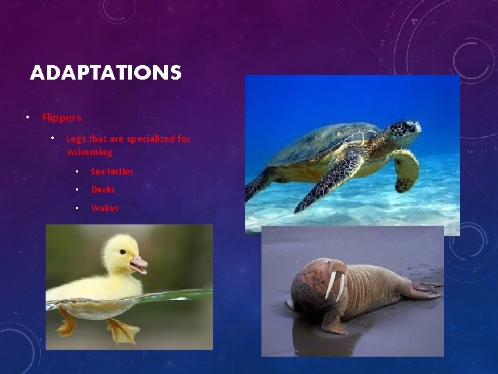 ADAPTATIONS • Flippers • Legs that are specialized for swimming • Sea turtles •