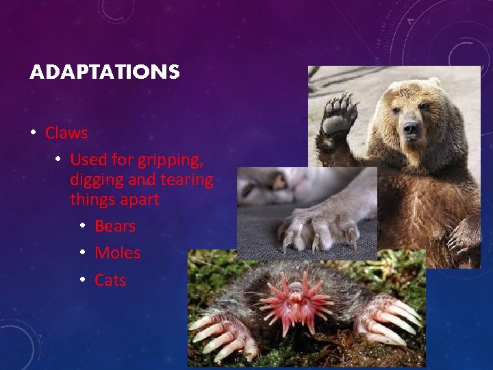 ADAPTATIONS • Claws • Used for gripping, digging and tearing things apart • Bears